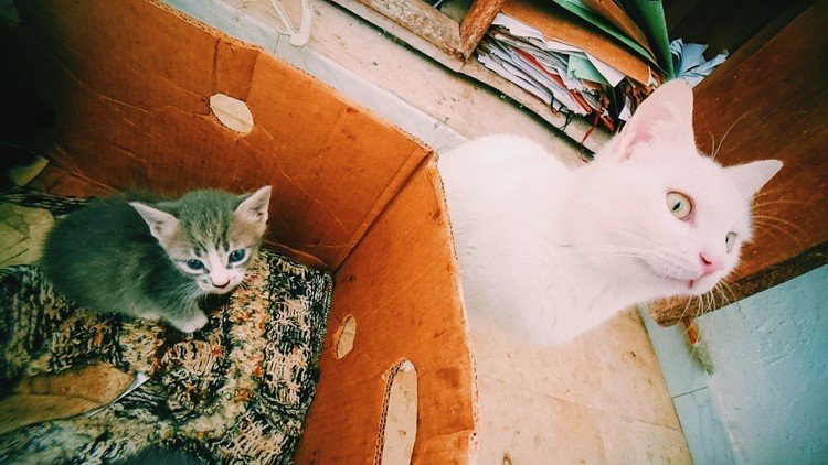 La Marsa / Tunisia チュニジア、ラ・マルサ。白猫と赤ちゃん猫。短い前足がかわいい。