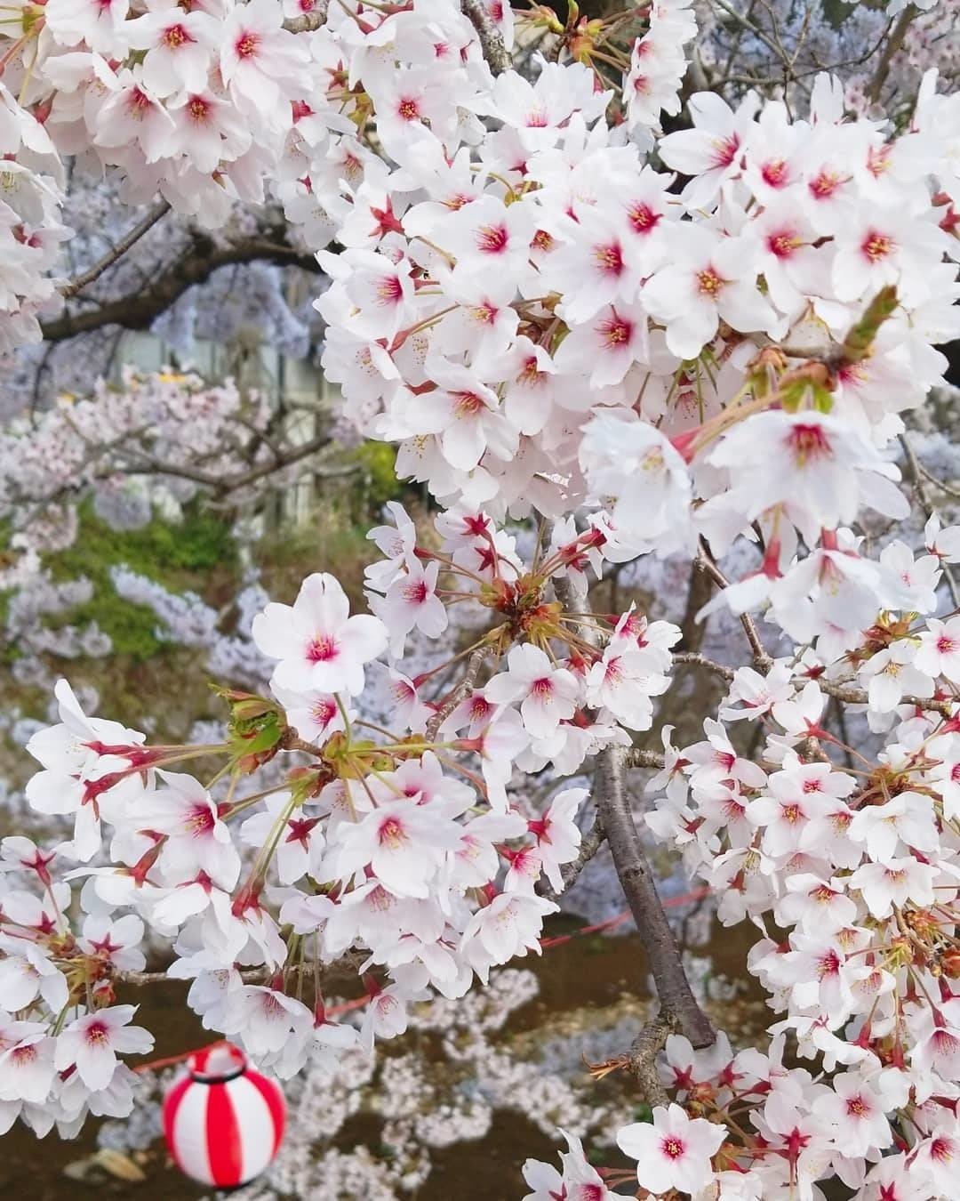 有馬温泉の桜 今年も綺麗 らぶ ろーど Note 有馬温泉の桜 今年も綺麗 らぶ ろーど Note