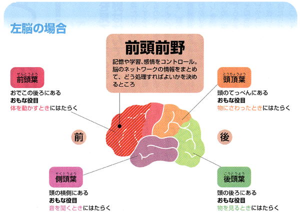 前頭前野について（内側前頭前野と前頭眼窩野）｜理学療法メモ