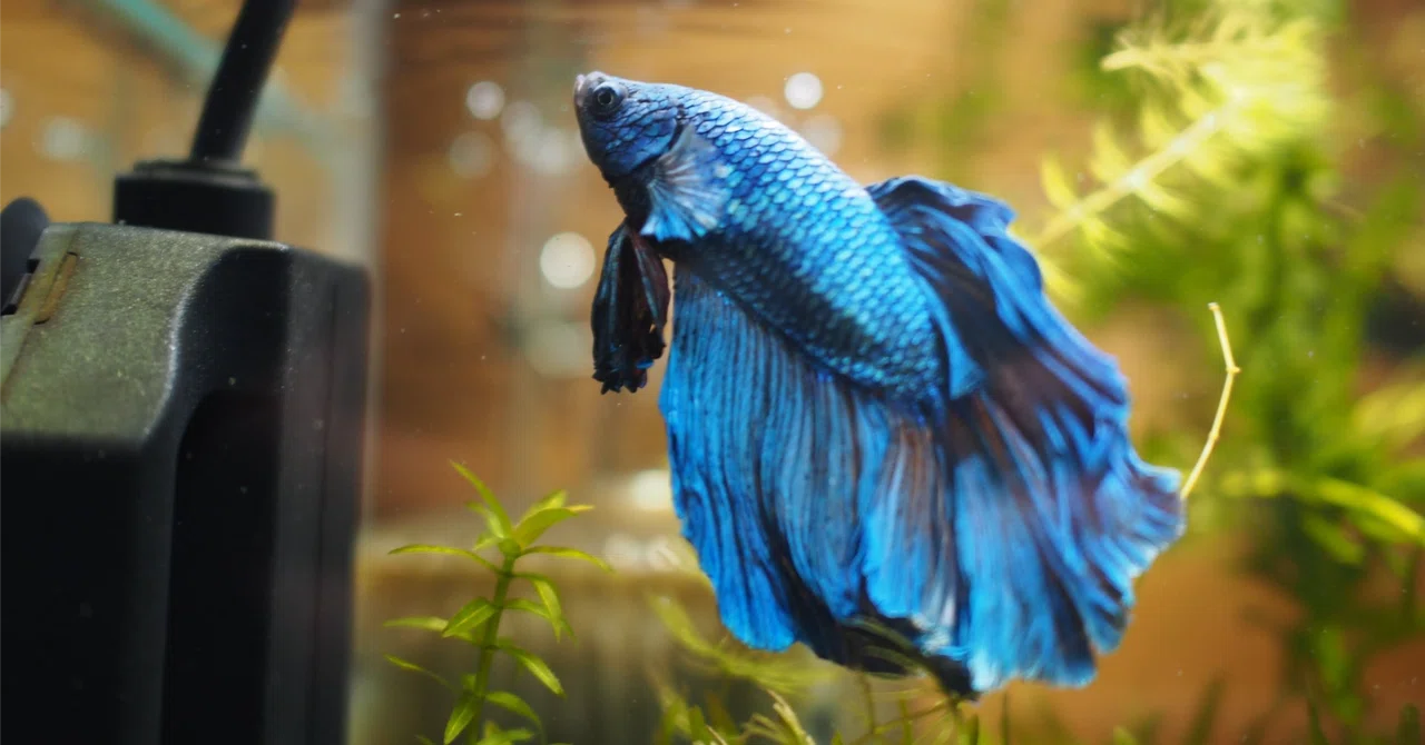 呪術2期のEDの魚「ベタ」のエモさは闘魚なだけじゃない|華染凪人