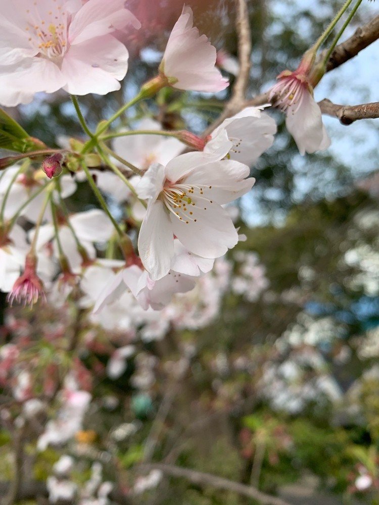 桜の盛りが過ぎ






#写真 #桜 #春 #花
