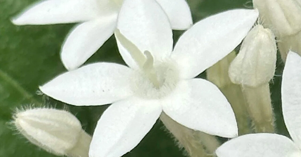 PENTAS - WHITE｜EGGSEED
