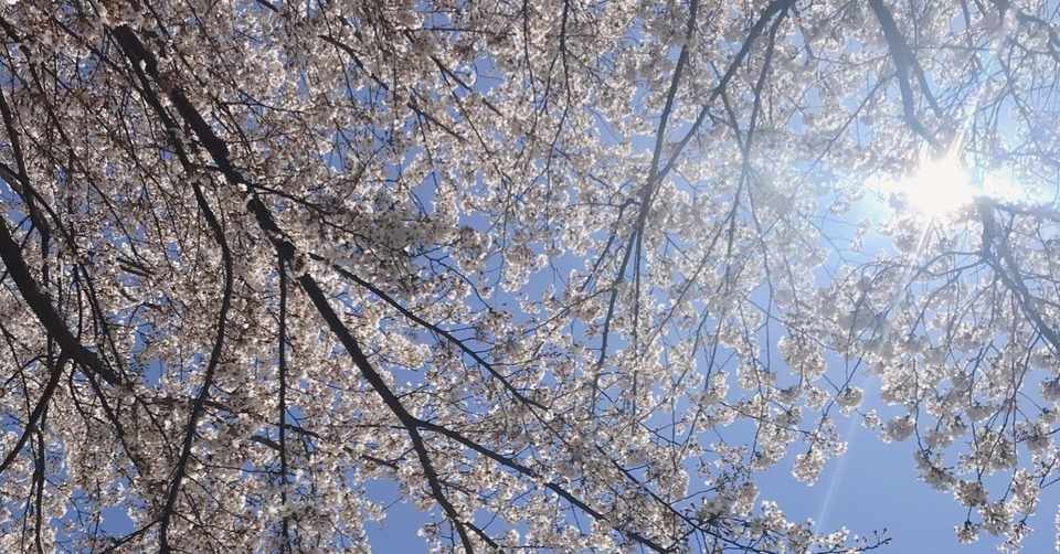 お日様ってあったかい。｜アロマテラピーAYA｜note