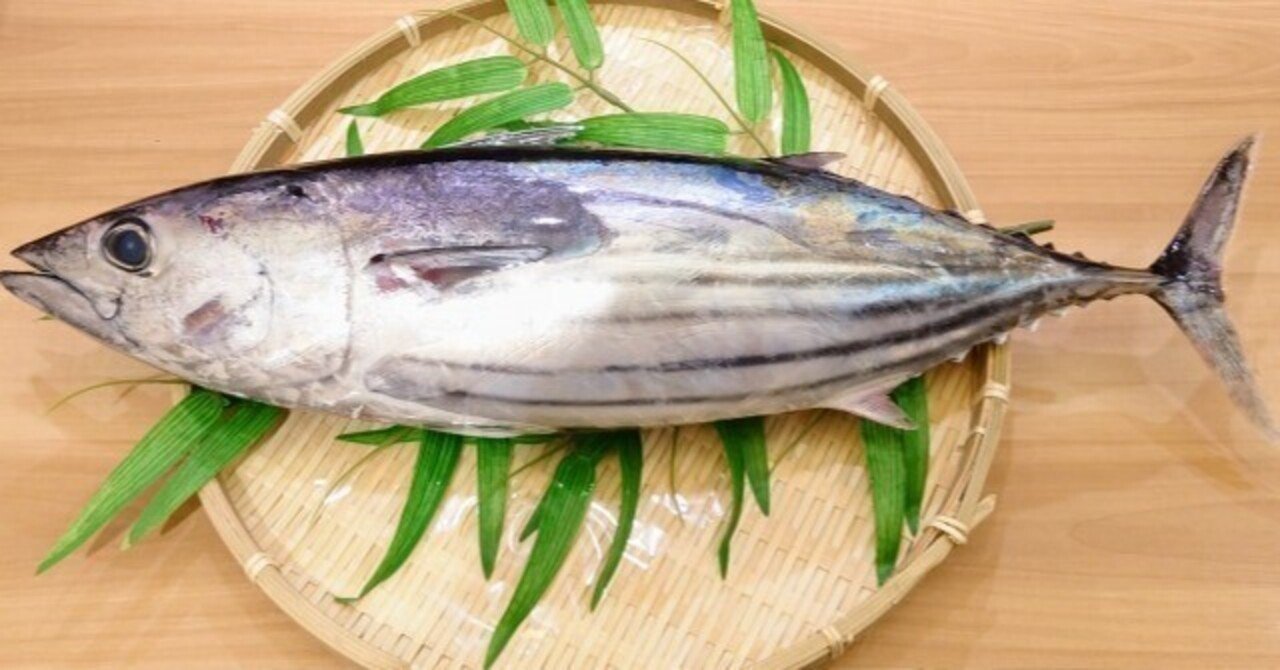 カツオはなぜ一本釣りするのか｜かのまた まさお