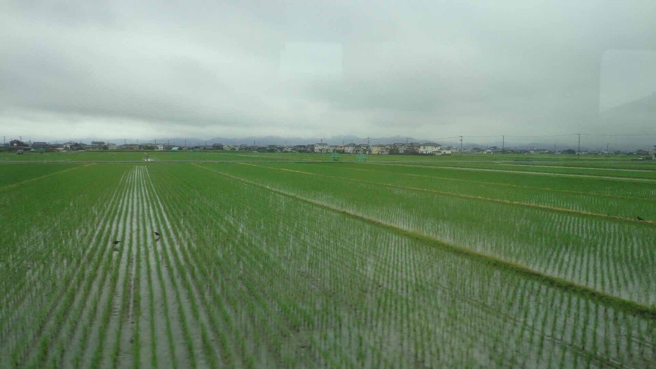 宇野線_7月9日__早島の田圃