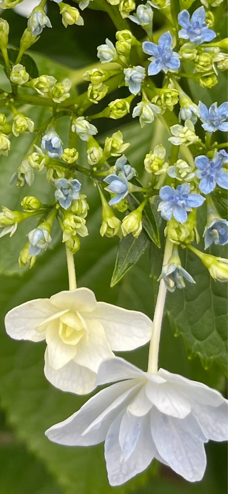 隅田ノ花火｜EGGSEED