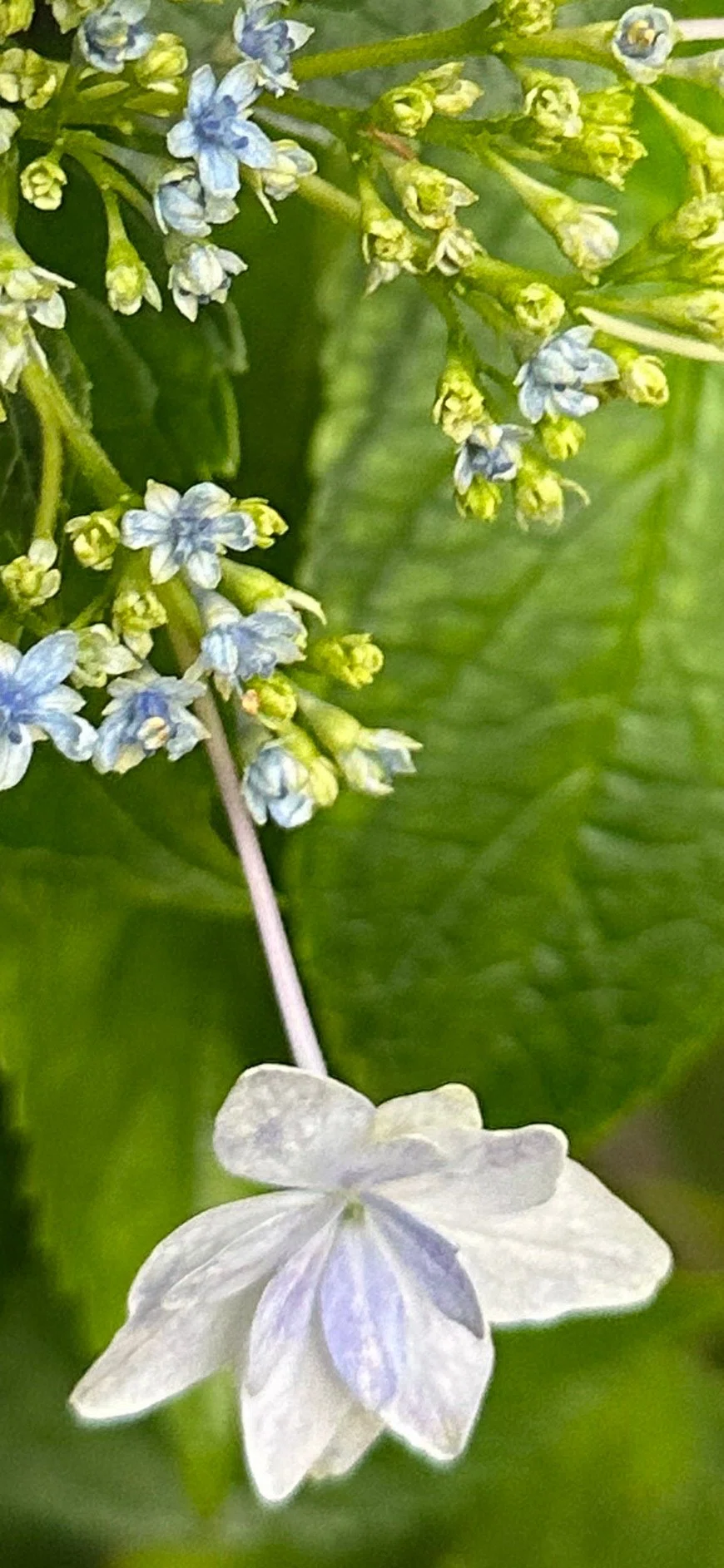 隅田ノ花火｜EGGSEED
