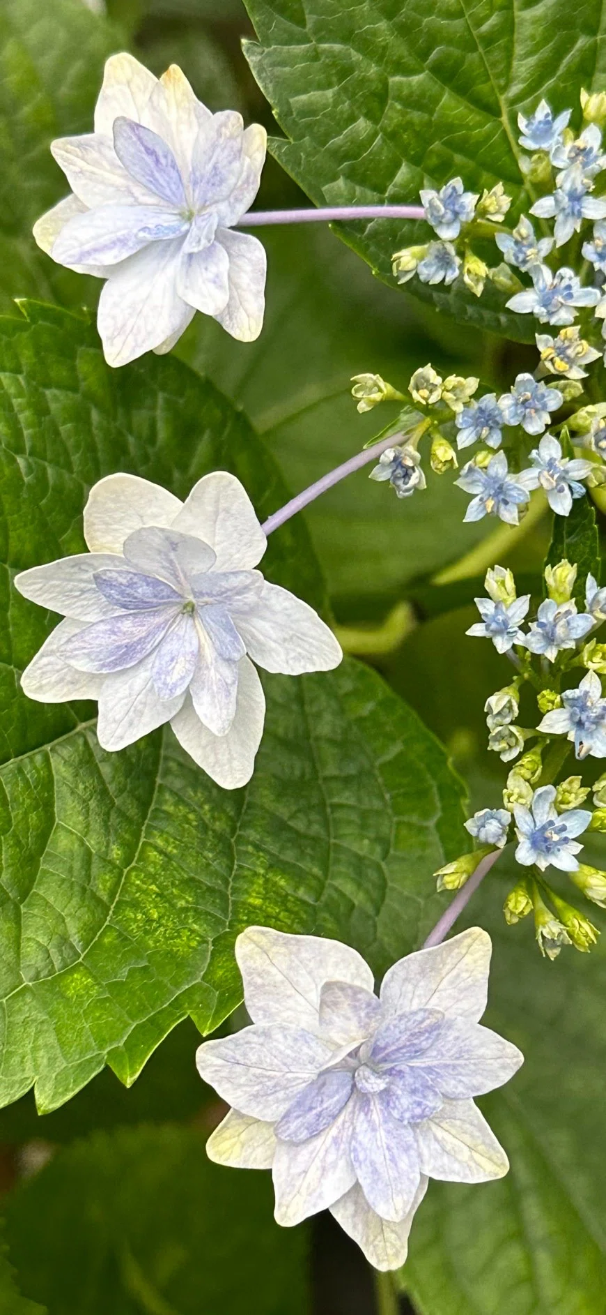 隅田ノ花火｜EGGSEED