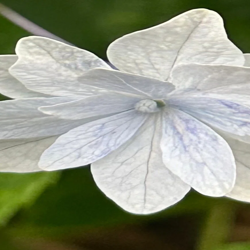 隅田ノ花火｜EGGSEED