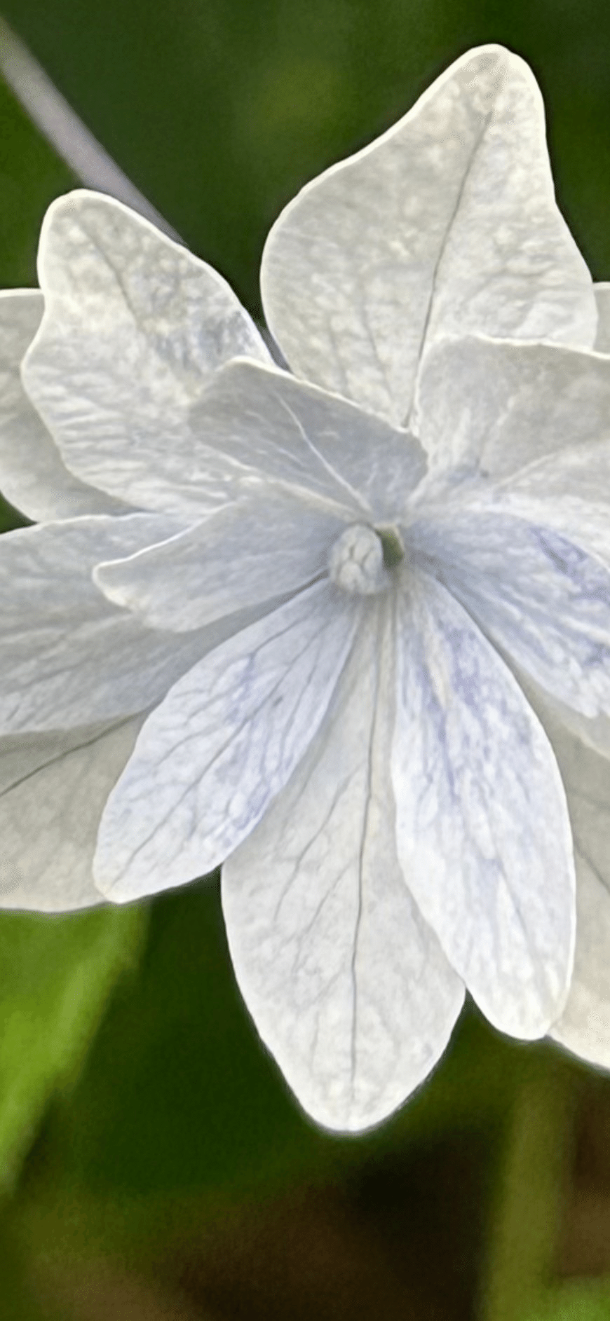 隅田ノ花火｜EGGSEED