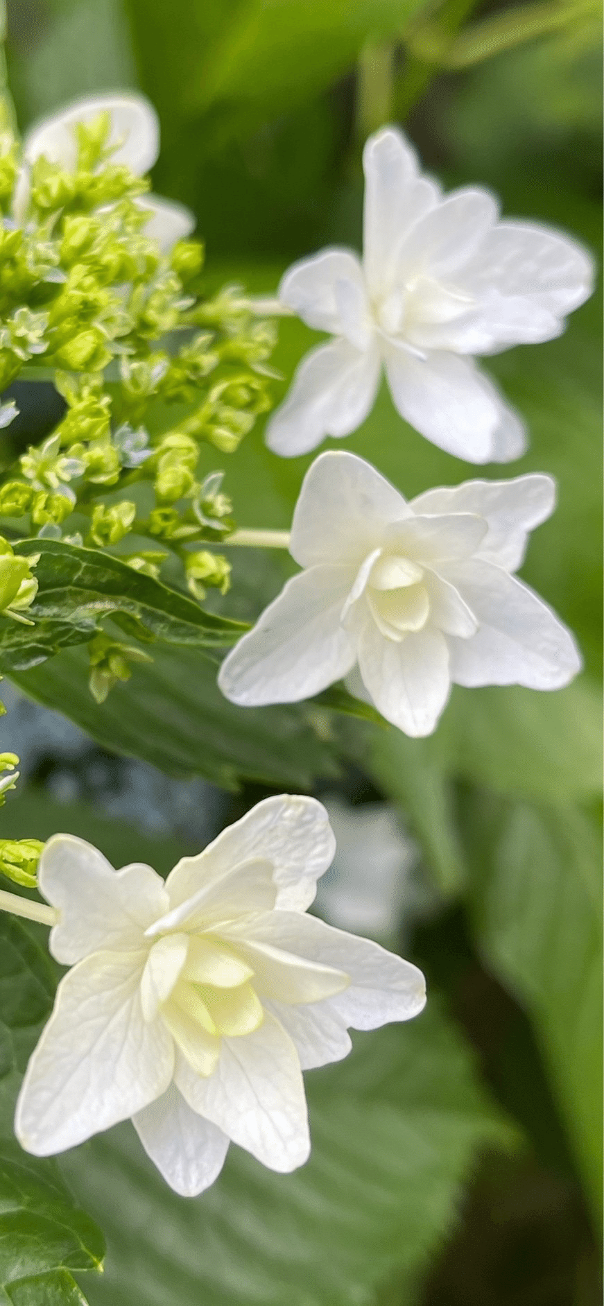 ☆隅田の花火☆紫陽花 隅田の花火 『額紫陽花(ガクアジサイ) 』 しっとりとした日本の