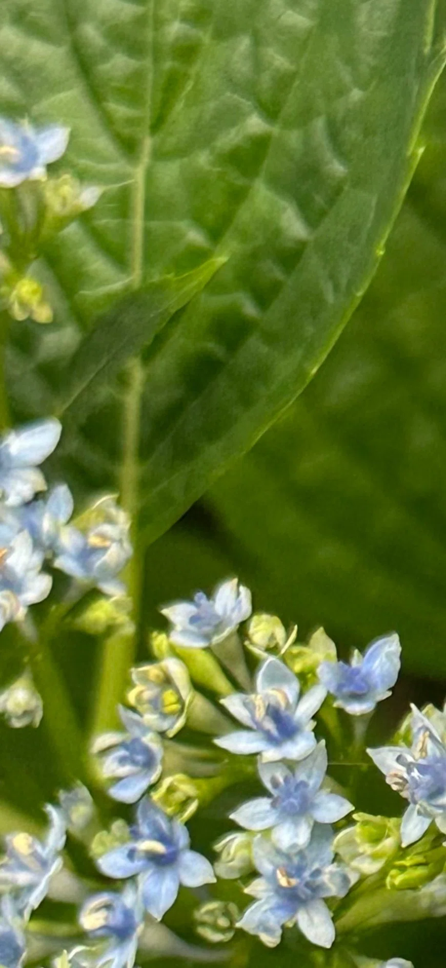 隅田ノ花火｜EGGSEED