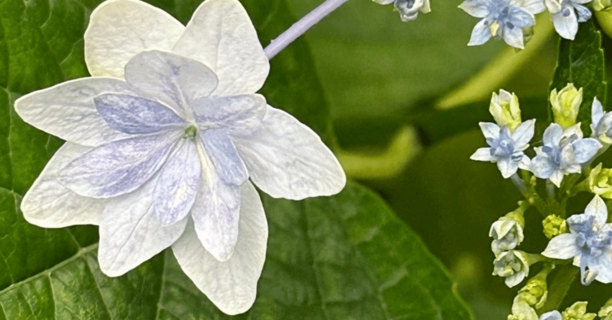 ☆隅田の花火☆紫陽花 隅田の花火 9cmポット苗 - Web-Garden 花光園