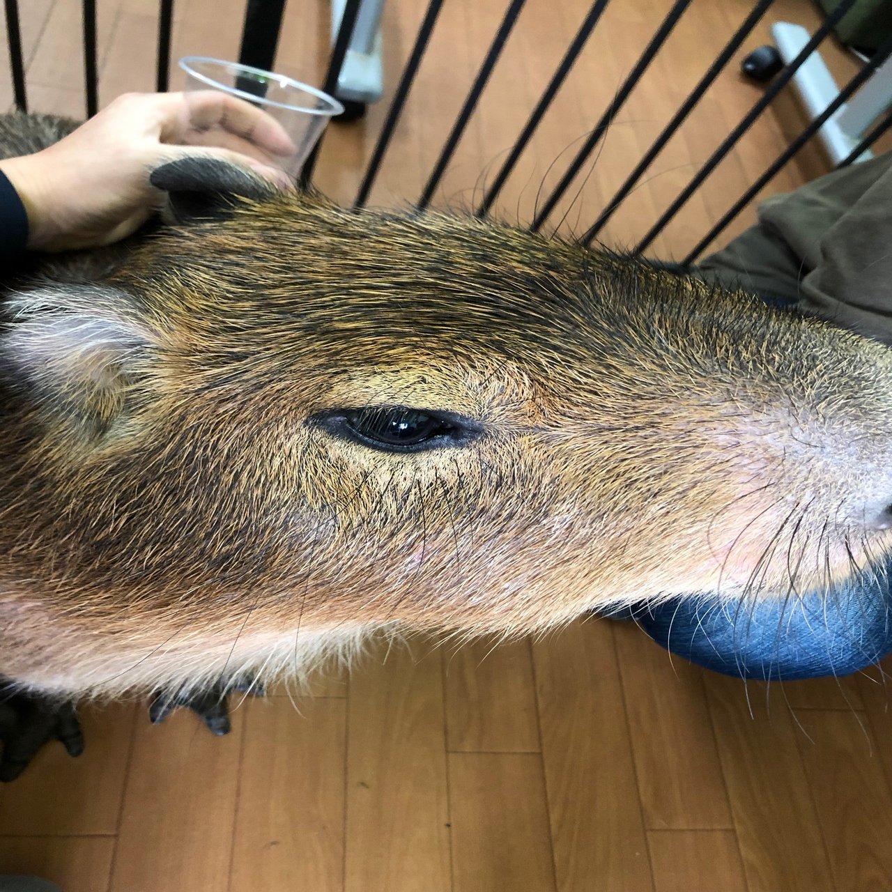 カピバラにさわってきた｜NJRecalls