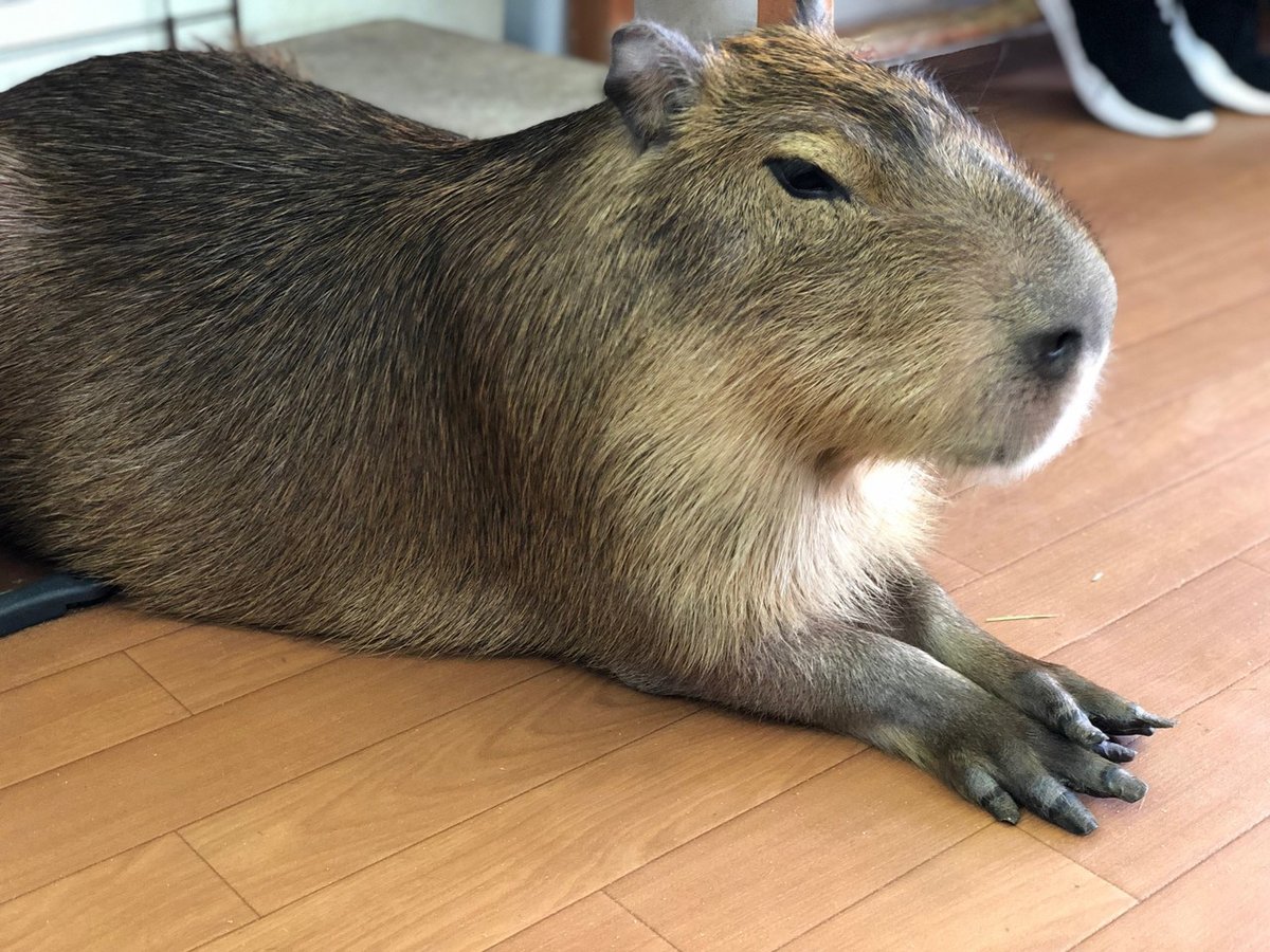 カピバラにさわってきた｜NJRecalls