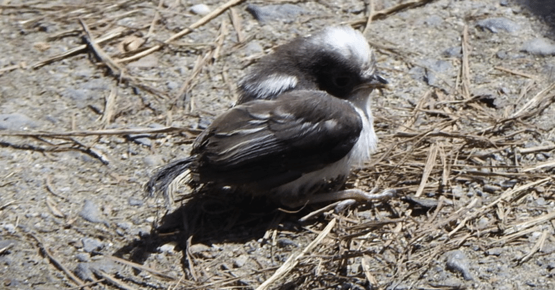 野鳥の雛に癒されて🐤 彦根城