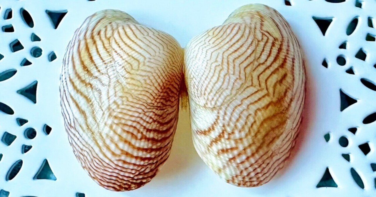 あさりの貝殻模様はどうやってつくられる？①｜あさりの魅力研究家/朝  