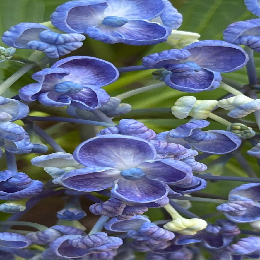 渦紫陽花｜EGGSEED