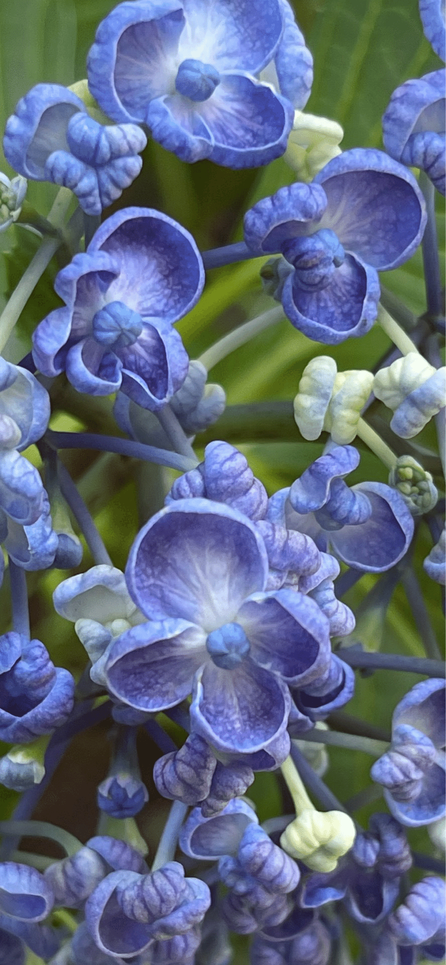 渦紫陽花|EGGSEED 渦紫陽花|EGGSEED