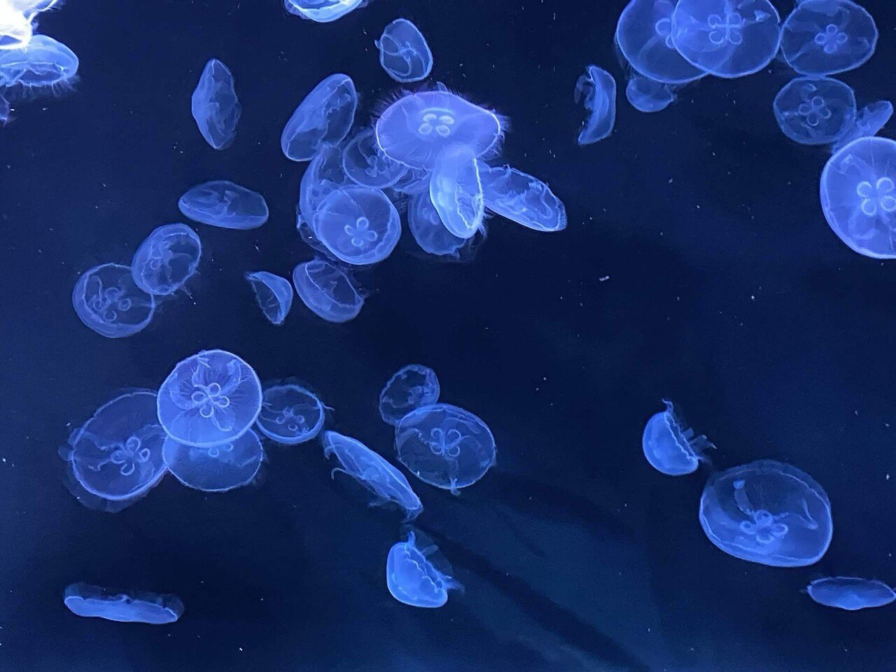 水族館 ペンギン ぬいぐるみ A-SHOW（栄商）ラッキーお手玉