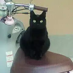 ひょろ