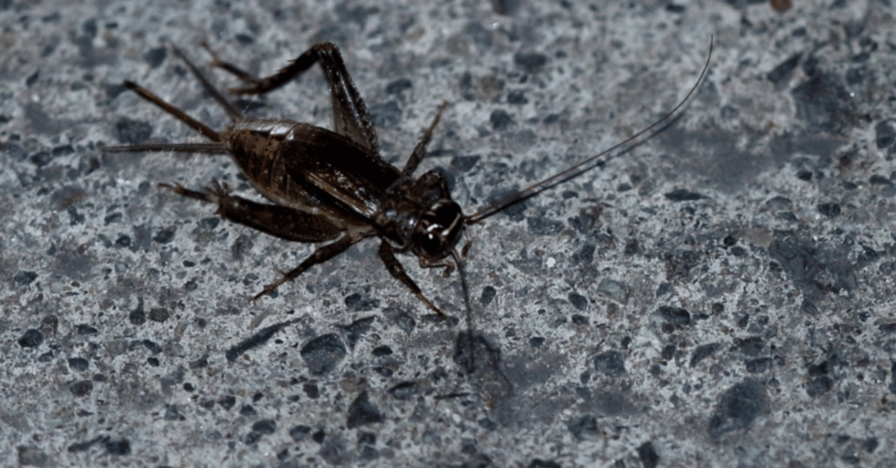 表現再考：蟋蟀居壁 蟋蟀が壁で鳴く｜襾漫 敏彦（アマントシヒコ）