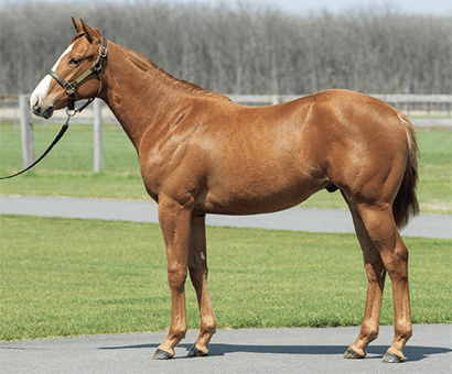 オルフェーヴル産駒セレクトセール2023 まとめ｜らいあー