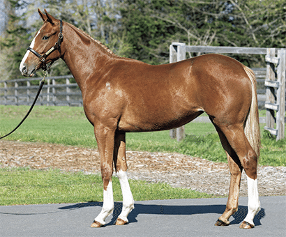 オルフェーヴル産駒セレクトセール2023 まとめ｜らいあー