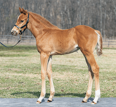 オルフェーヴル産駒セレクトセール2023 まとめ｜らいあー