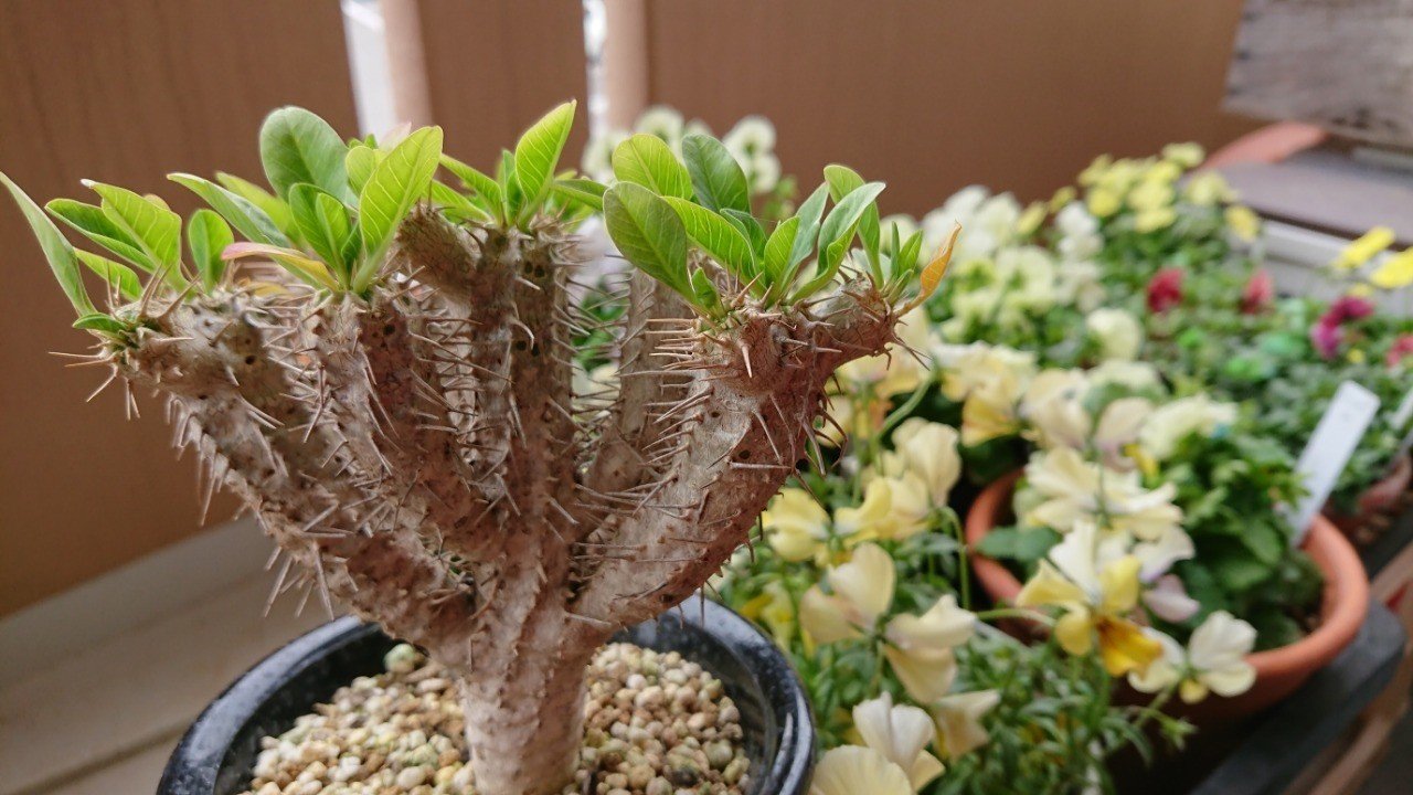 第１回 コーデックス類の種まきとその環境について Tomohito Note