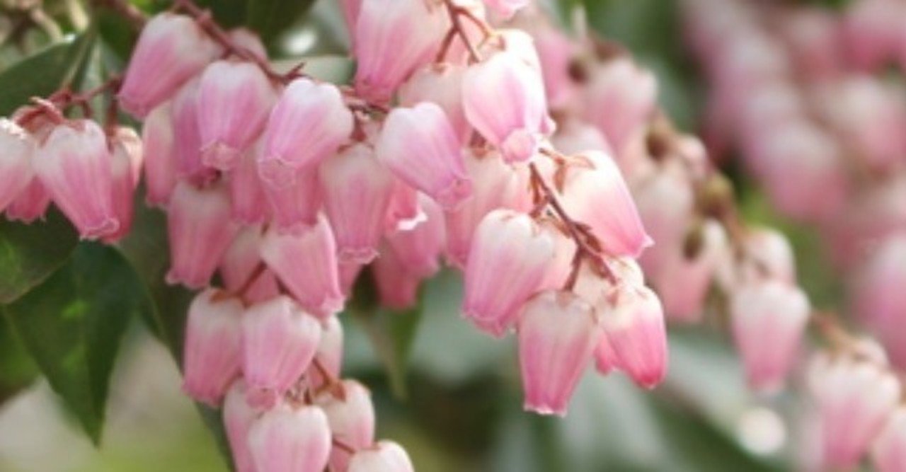 毎日の花と花言葉の短歌 3 9 4 8 群青更紗 Note 毎日の花と花言葉の短歌 3 9 4 8 群青更紗 Note