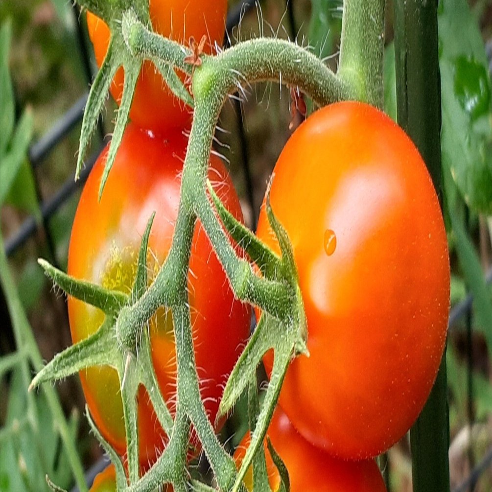 憎っくきトマトサビダニ！ （農業）｜農業大好き❗ 小川隆宏