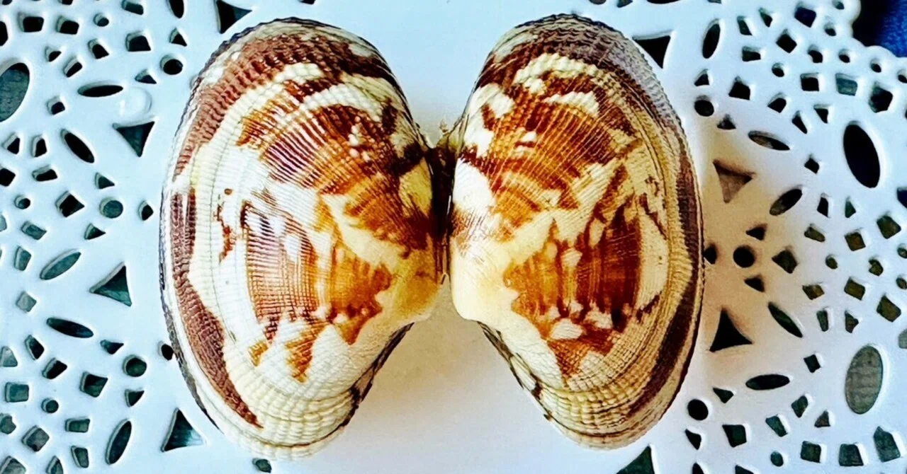 あさりの貝殻模様はどうやってつくられる？②｜あさりの魅力研究家/朝理多サリア