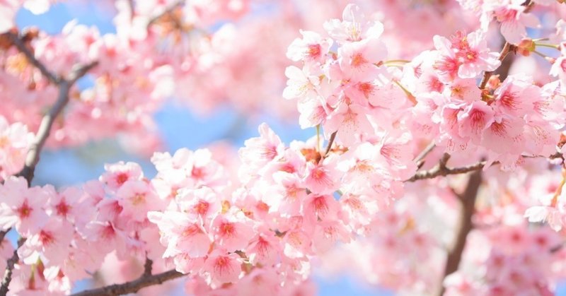 畑中摩美「はじまりの桜」レビュー　～散る桜に希望を感じる平成最後の

桜の名曲～