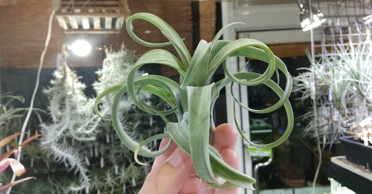 Tillandsia barthlottii チランジア バルスロッティ 1