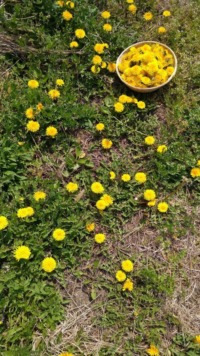 道草小噺 たんぽぽ 花 木下実験室 Note 道草小噺 たんぽぽ 花 木下実験室 Note