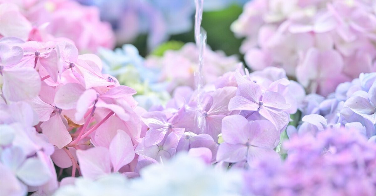 ぷうあさま専用（原画）月と紫陽花 ほか　9点おまとめ 紫陽花』原マスミ展「花猫風月』より 本日夕方よりmaya store