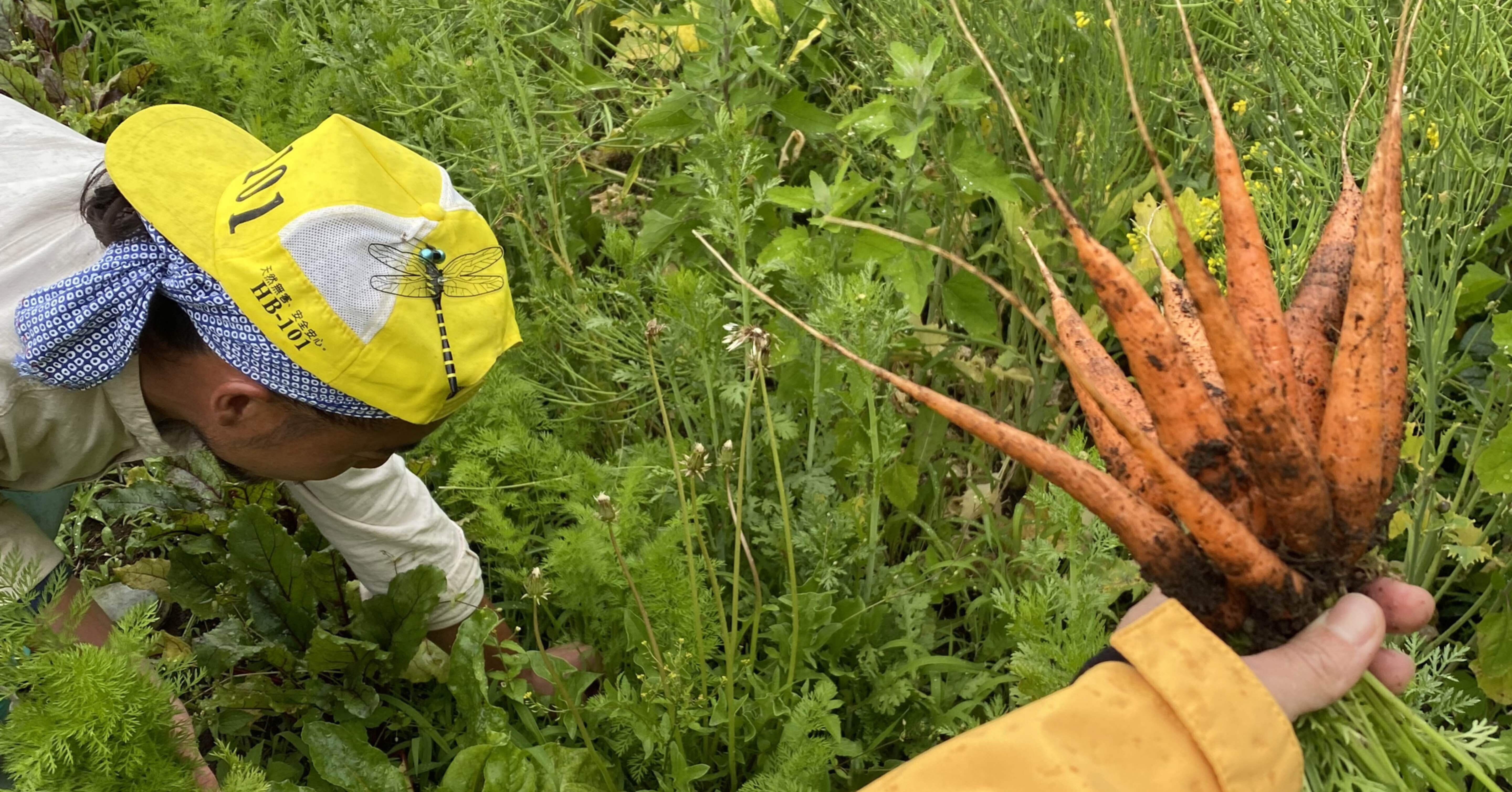 人参の葉っぱ🌿むすび🍙🥕｜Tomomi Tsuchiya