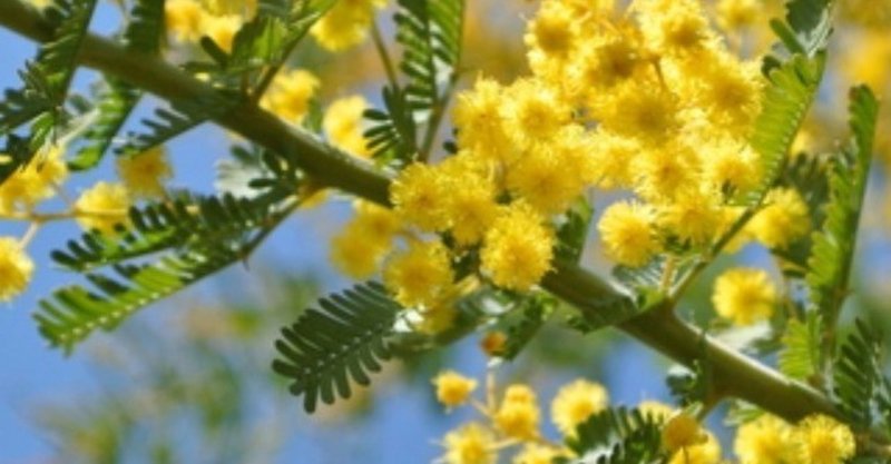 毎日の花と花言葉の短歌 4 9 5 8 群青更紗 Note