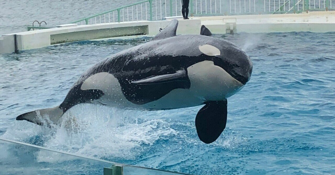 8月22日は金シャチの日】シャチは氷を食べる！（…こともある）｜小野田
