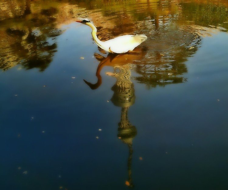 隅田公園のひょうたん池・よくぞ、鳥さん（鳥の名前わかりません🙇）横切ってくれました。🙌🙌🙌