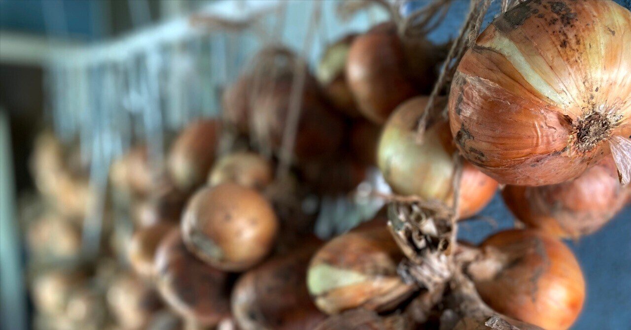 おじいちゃん作った玉ねぎ おじいちゃん作った玉ねぎ