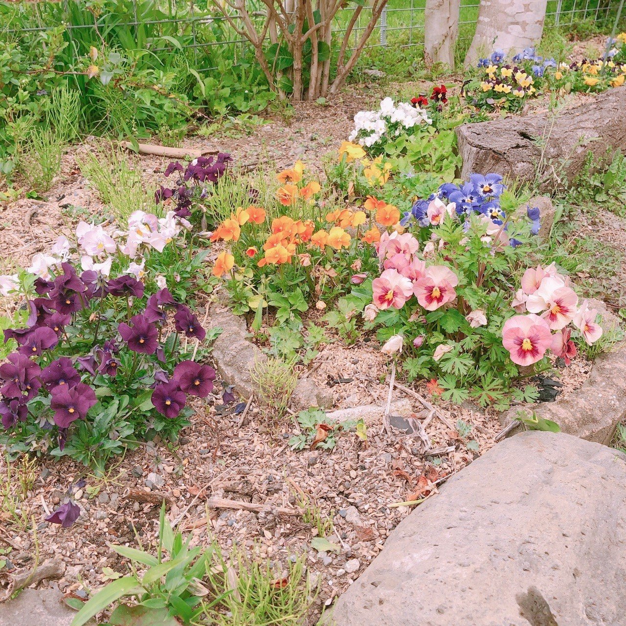 草冠に楽 Arisa Note