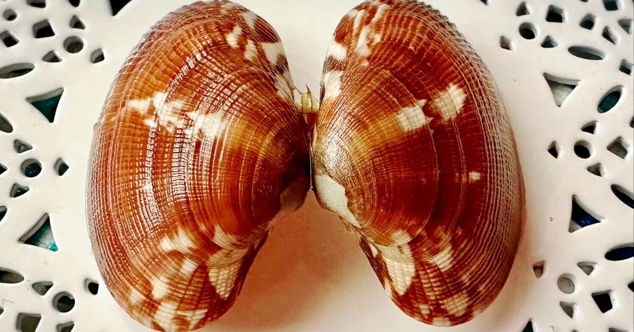 あさりの貝殻模様はどうやってつくられる？③｜あさりの魅力研究