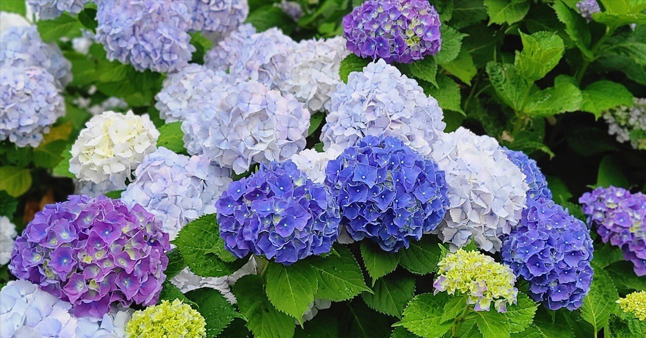 紫陽花に魅せられて 〜2023夏〜｜れなっつエンタテインメント∀