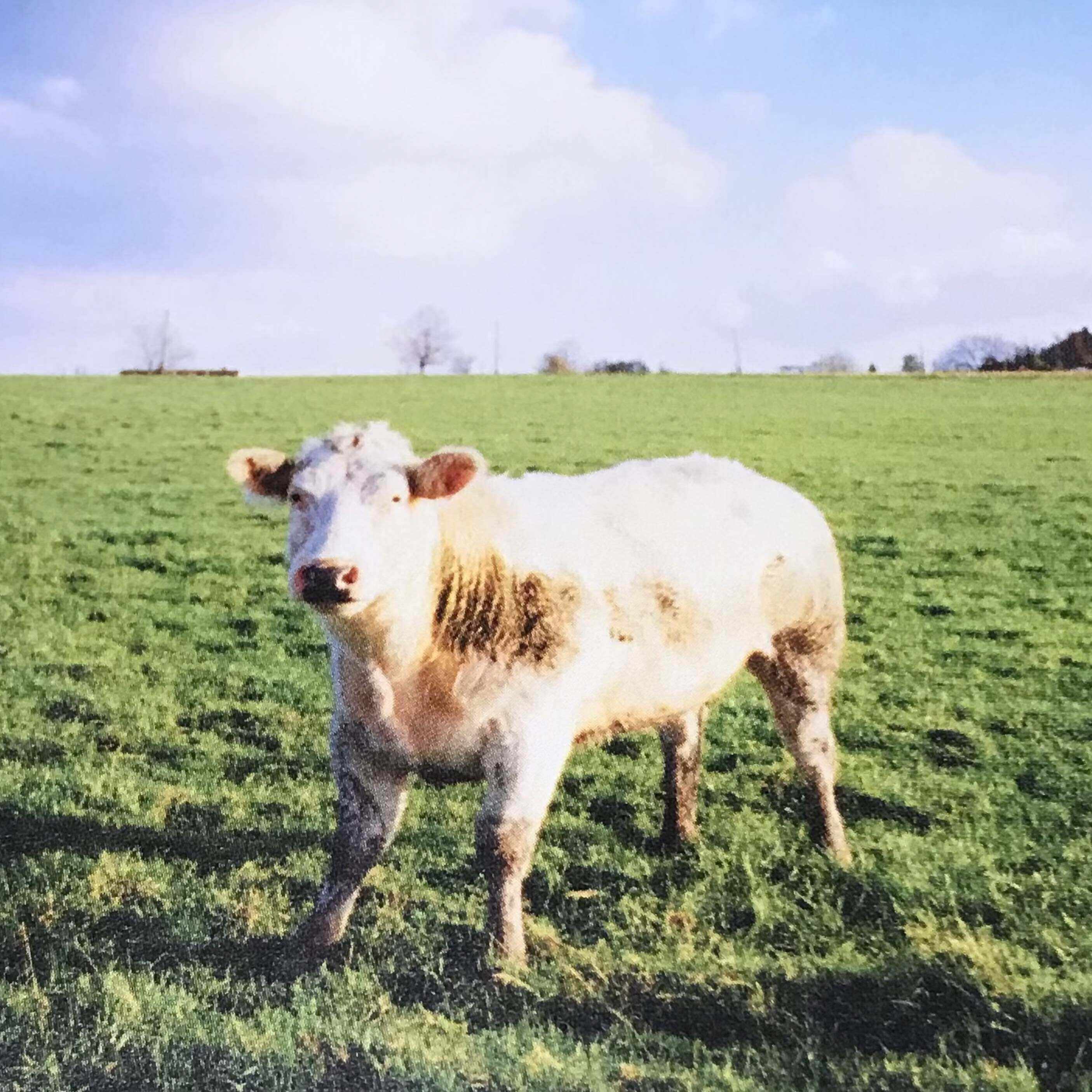 フーコー著『真理とディスクール パレーシア講義』を読んで｜πνεῦμα