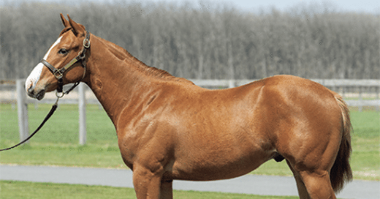 オルフェーヴル産駒セレクトセール2023 まとめ｜らいあー