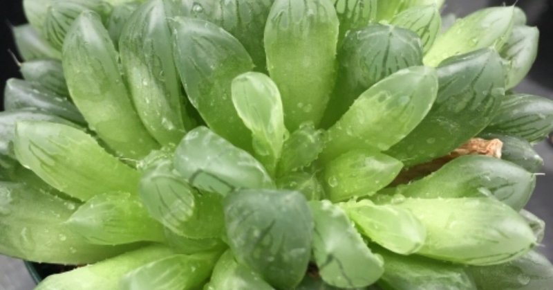 第２回 ハオルチアを枯らさない育て方 Tomohito Note