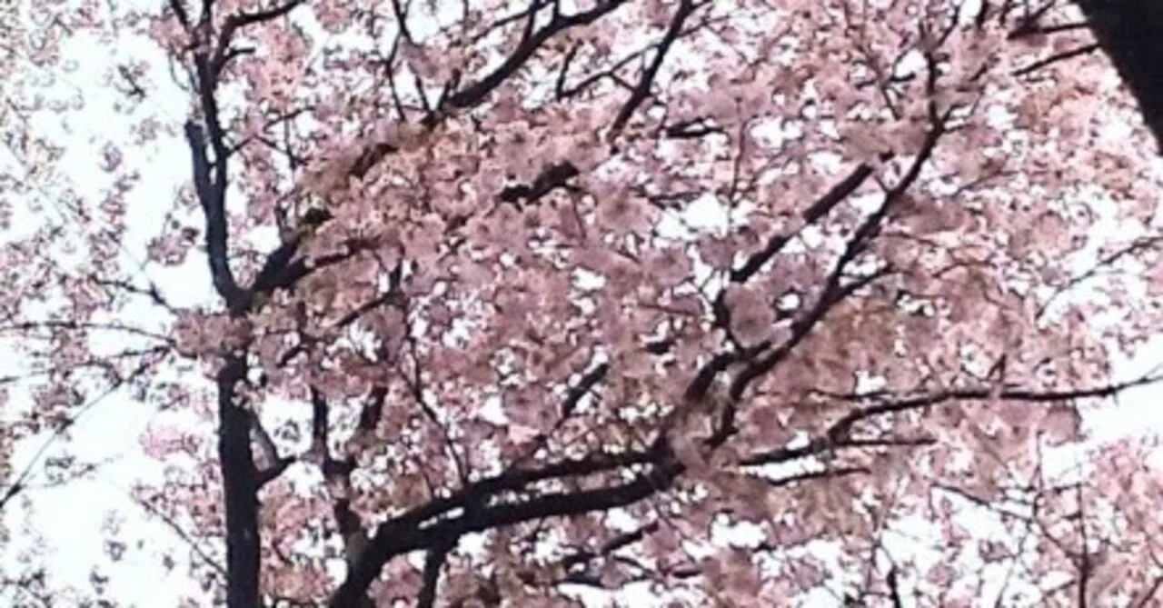 牧野富太郎博士が残したヤマザクラ/仙台屋の桜ストーリー｜nanako K