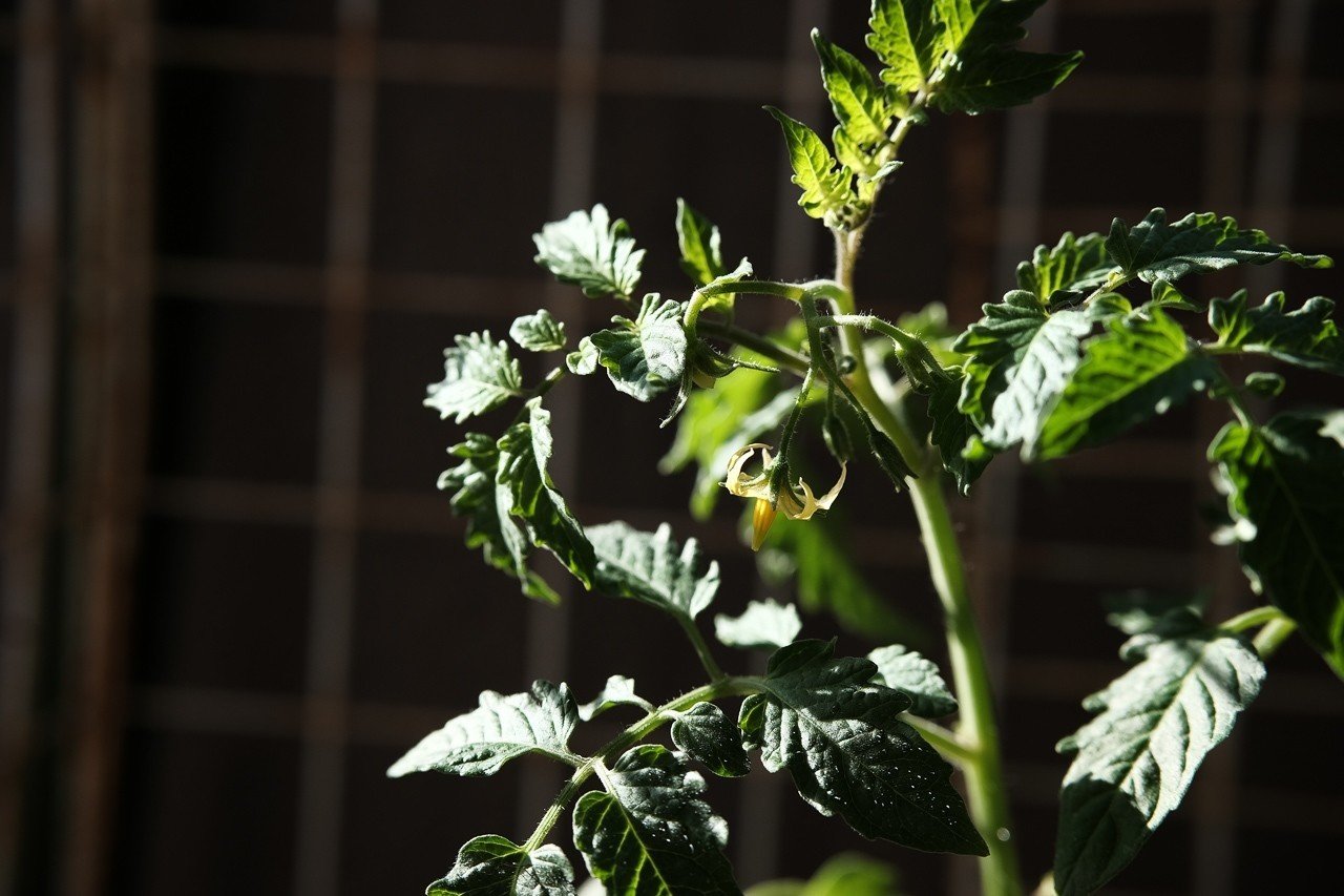 トマト苗 倒れたのではなく斜めに植えます ハタモト Note